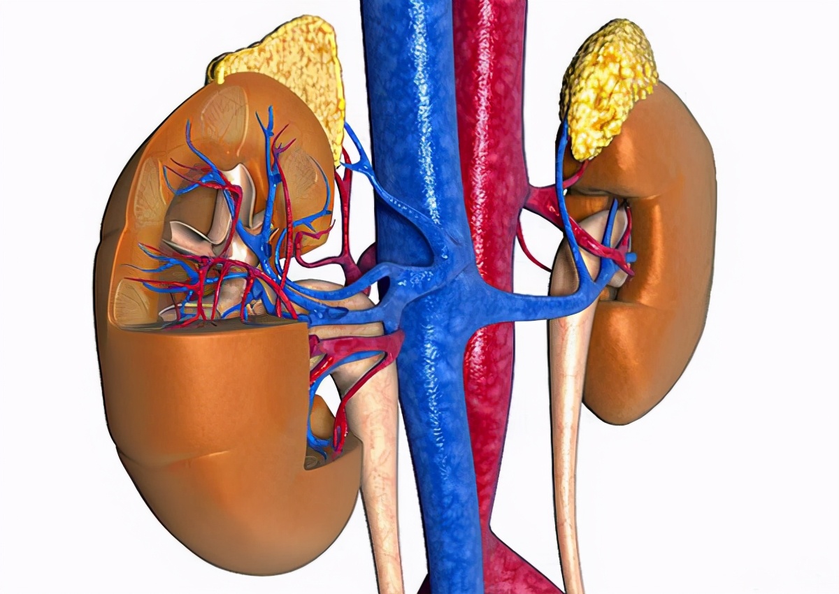 摔伤导致肾损伤多久可以恢复,摔倒肾脏损伤怎么治疗