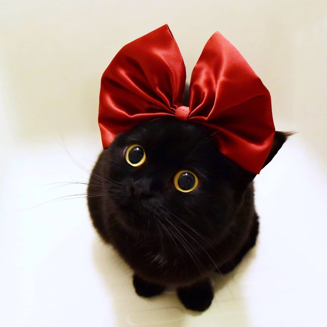 日本卡通小黑猫,日本动漫小黑猫