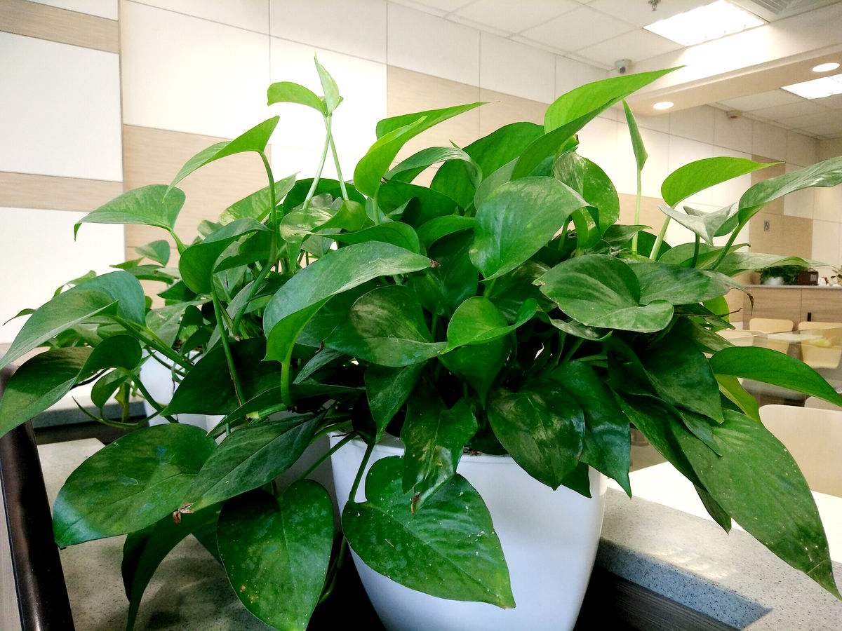 作物磷酸二氢钾使用方法,磷酸二氢钾在农作物上的使用方法