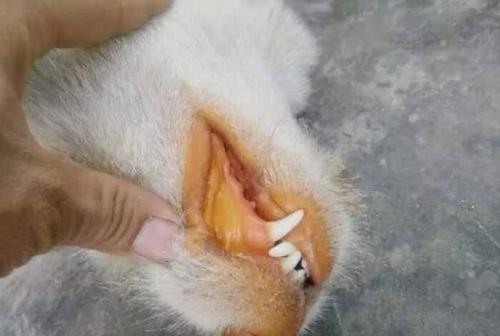 为什么猫吃了异烟肼没事,毒猫粮对猫有什么危害