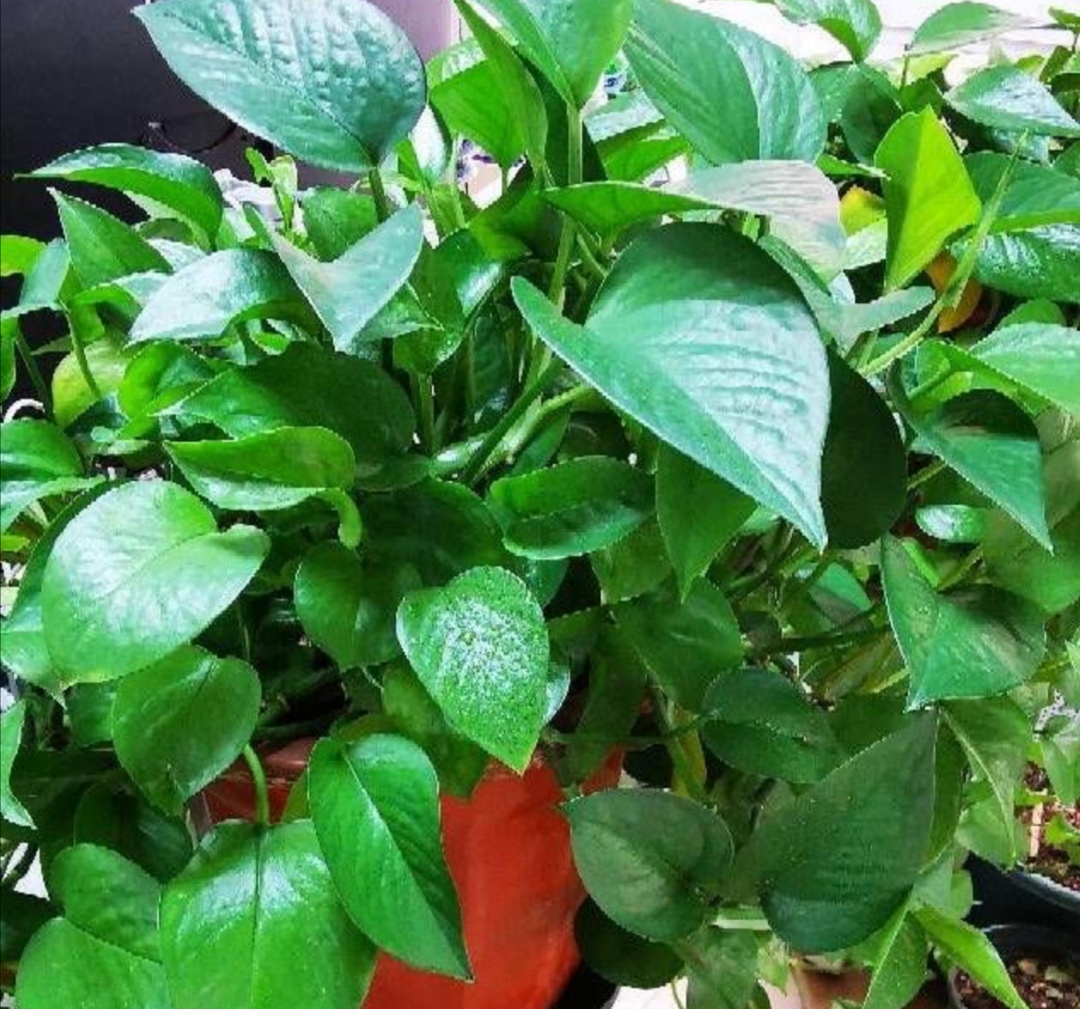 绿萝枝叶茂盛可以修剪吗,怎样养绿萝才能枝叶茂盛