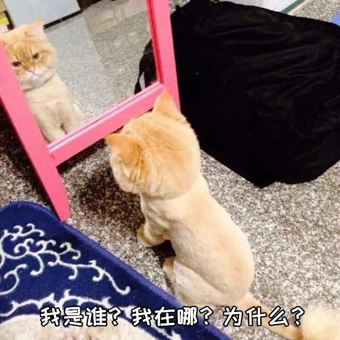 天气热怎么给猫散热,猫怕热怎么办最有效的方法