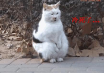 如何判断猫咪发烧,如何判断猫咪发了情