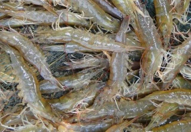 山东哪些地区的虾比较有名气,山东盛产什么虾