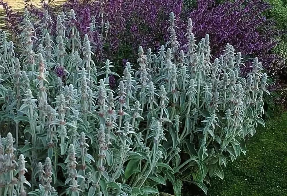 好看又好打理的庭院植物,适合小花园的景观植物