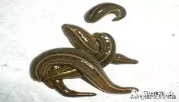 浮游动物饵料大全,各种动物饵料大全