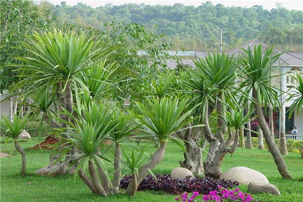 才买的龙血树如何栽到盆里,大盆绿植龙血树