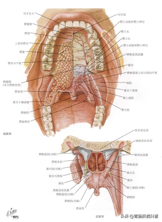 消化系统内镜解剖与诊断图谱,解剖消化系统重点试题