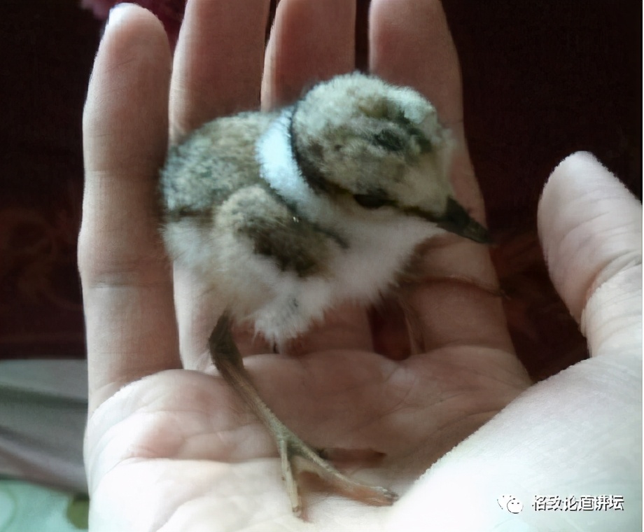捡到只受伤的鸟怎么办,野外捡到受伤的小鸟