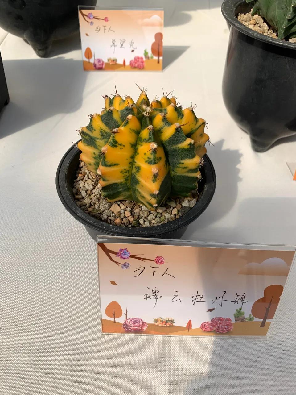 这个年销量上亿株多肉的县城，举办了首届多肉电商节