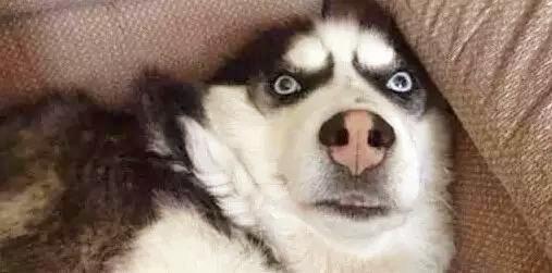 哈士奇真的一点也不傻,哈士奇从来不会让你失望