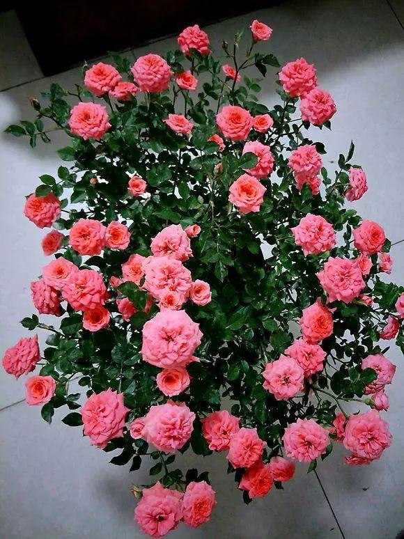 浇花放这二种小药片,浇花加点小药片