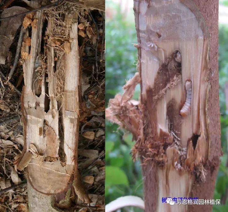 钻蛀性害虫防治最佳时期,园林常见鳞翅目害虫防治技术图片