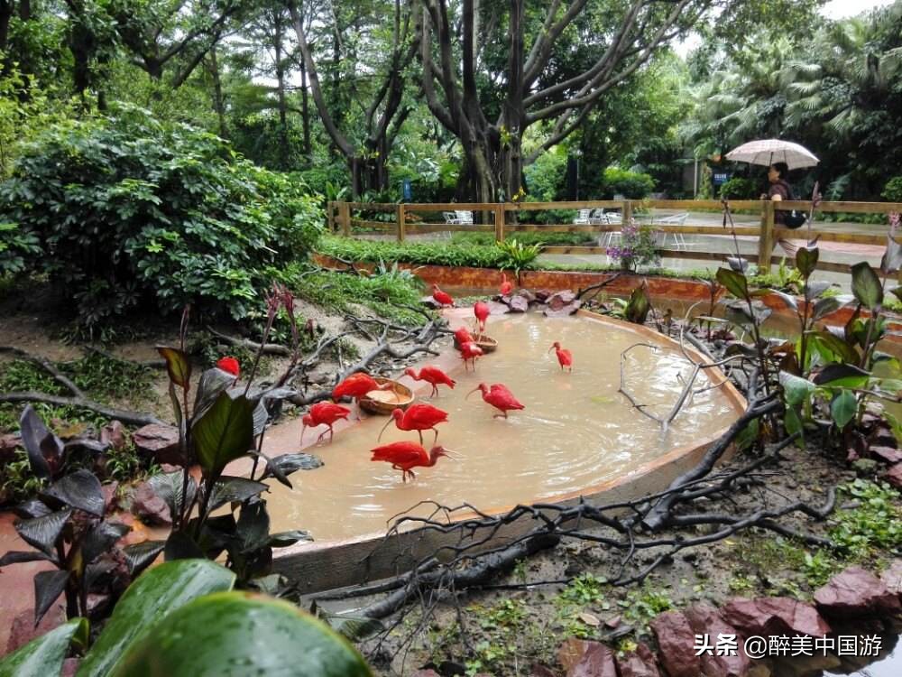 长隆飞鸟乐园鸟类科普讲坛,广州长隆飞鸟乐园与动物互动