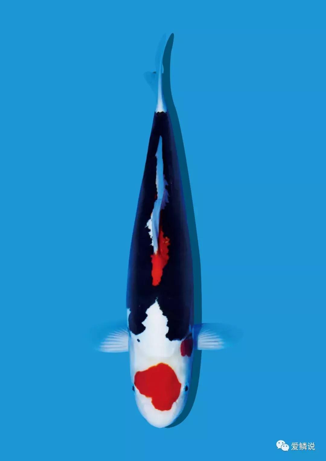 养鱼光合细菌,养鱼用的硝化细菌推荐