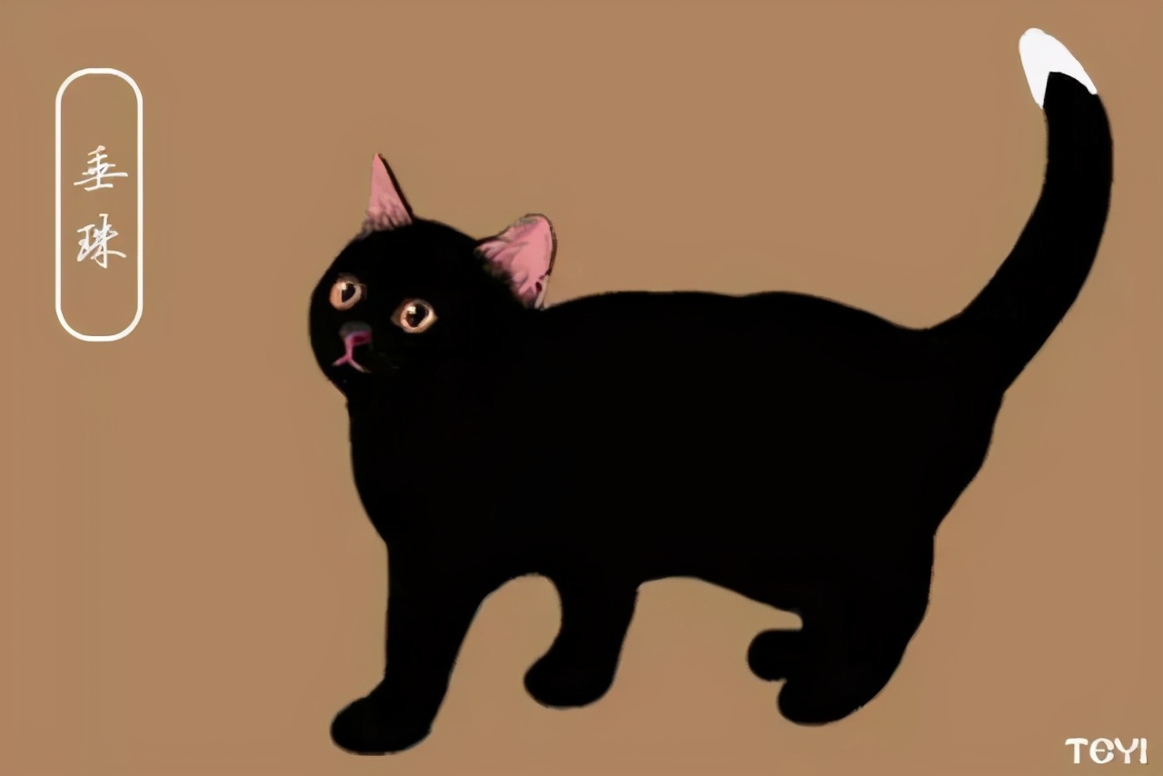 中华田园猫的品种介绍和图片大全,常见中华田园猫品种名称