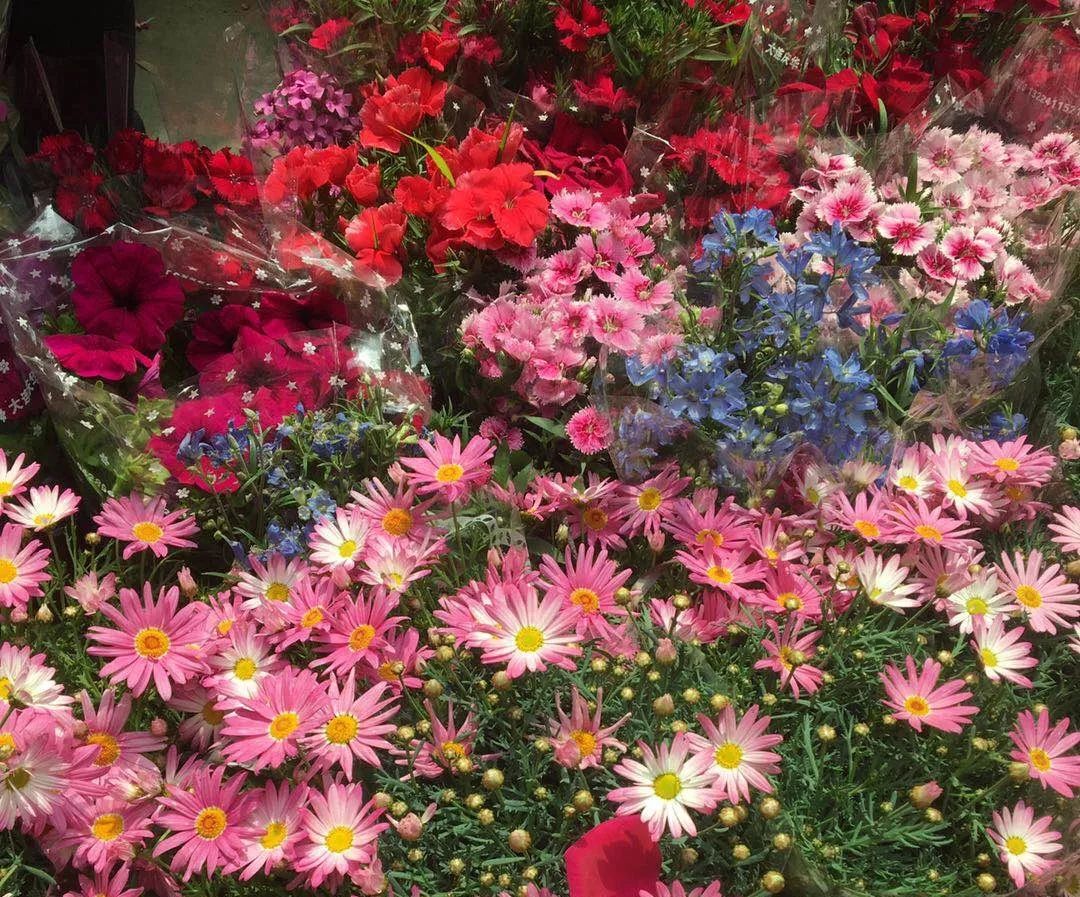 大连网上买花哪个平台好,大连买花到哪里