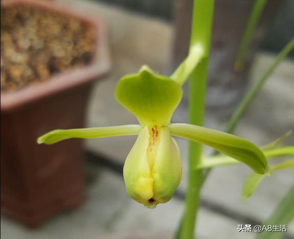 每日一品,蕙兰潘绿梅和庆华区别