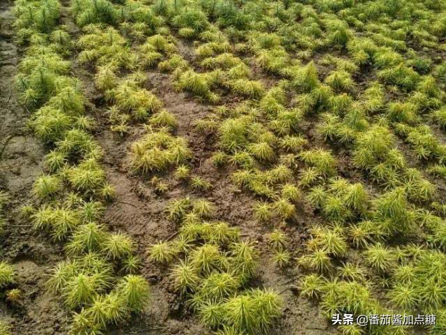 百合整株变黄是什么病,百合病的症状和表现图片