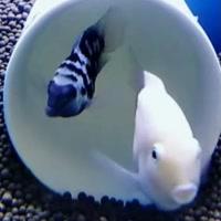 迷你鹦鹉饲养技巧经验分享