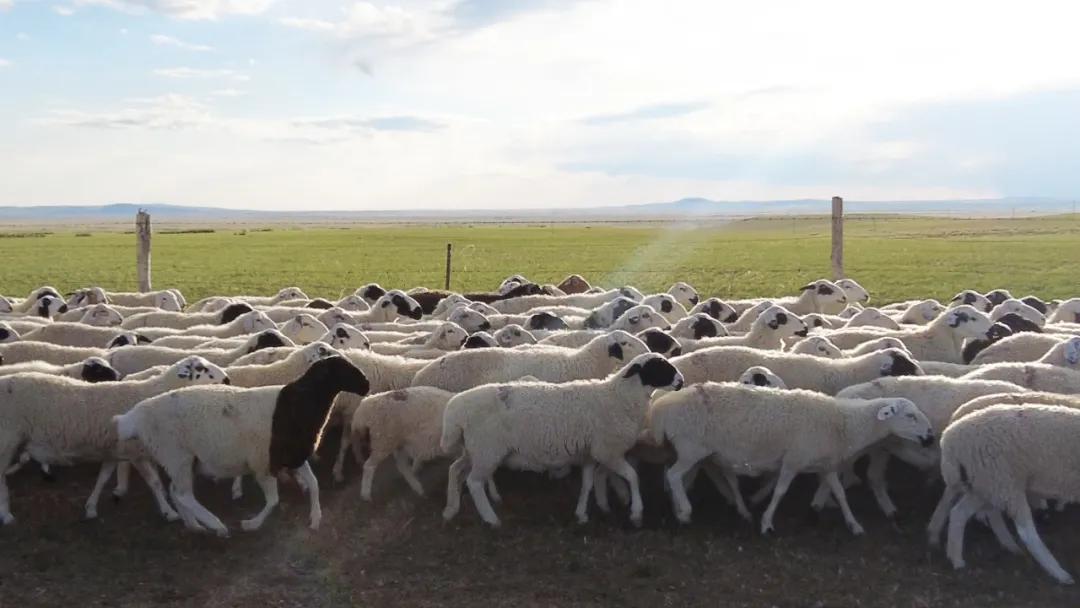 锡林浩特自然景观,锡林浩特市发展战略