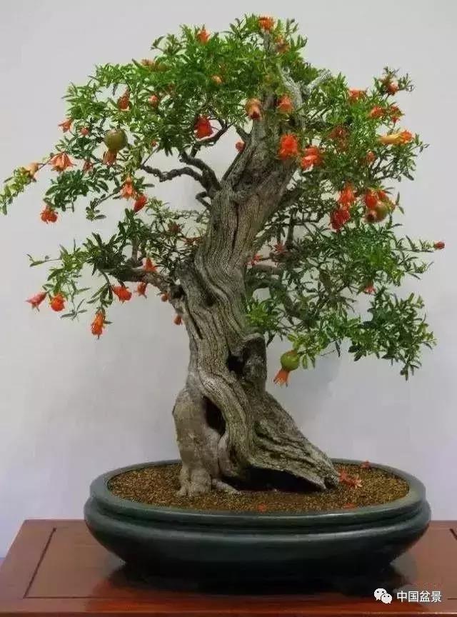 盆景植物最好养的,好养易活的盆景植物有哪些