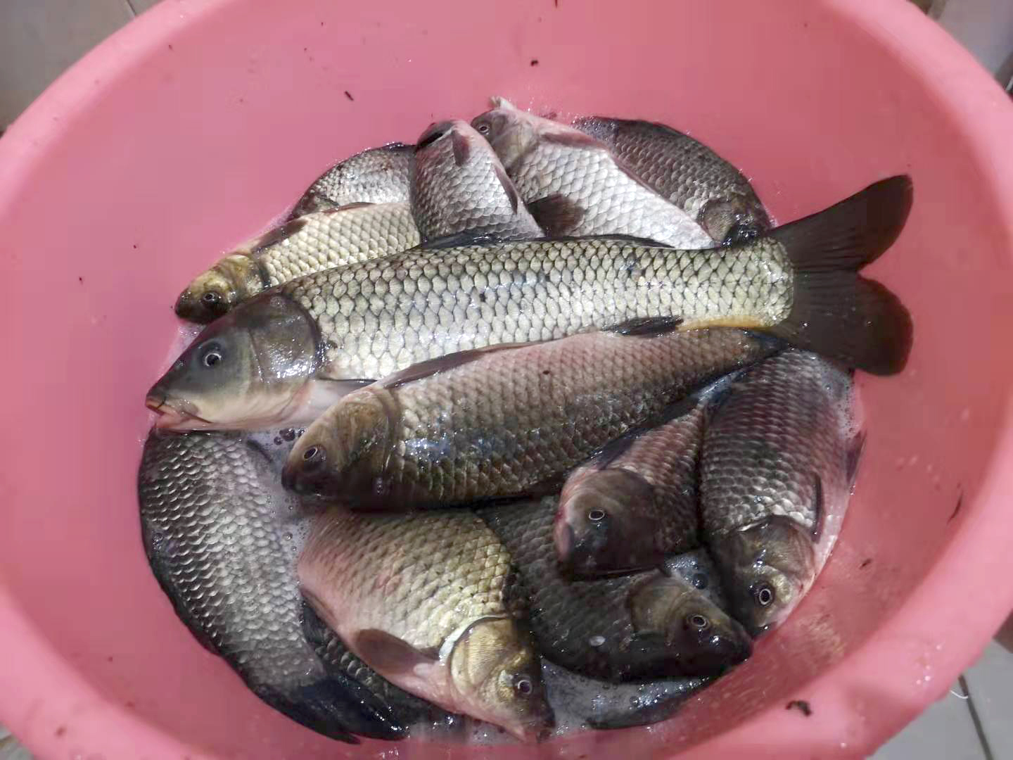 野钓高手的特征,成野钓大师的第一步