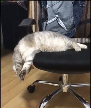 众所周知的猫咪,猫咪是液体也是固体