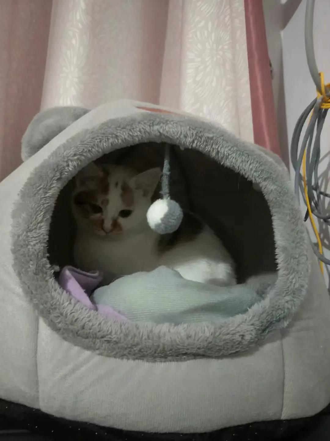 怎么花钱少把猫养胖,普通人养小猫最低成本