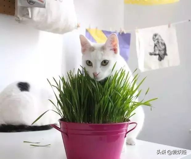 铲屎官减肥瘦身,吐毛球的铲屎官