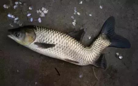 畸形的鱼吃了有什么危害,畸形鱼是怎么回事