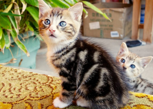 铲屎官对猫咪最不能做的事情,铲屎官误解猫咪的四种行为