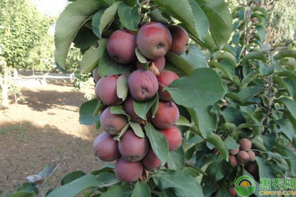 目前苹果最新品种好吃是哪种,这五种水果难得一见