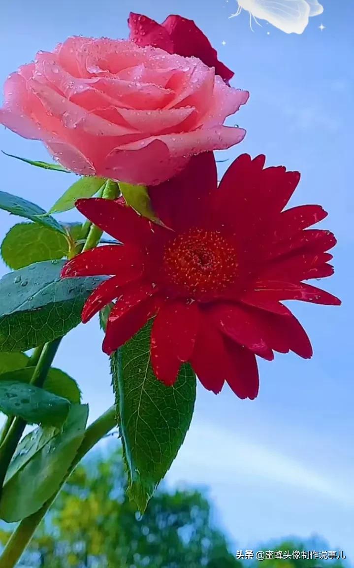 一花一世界唯美壁纸,独一无二的好看壁纸