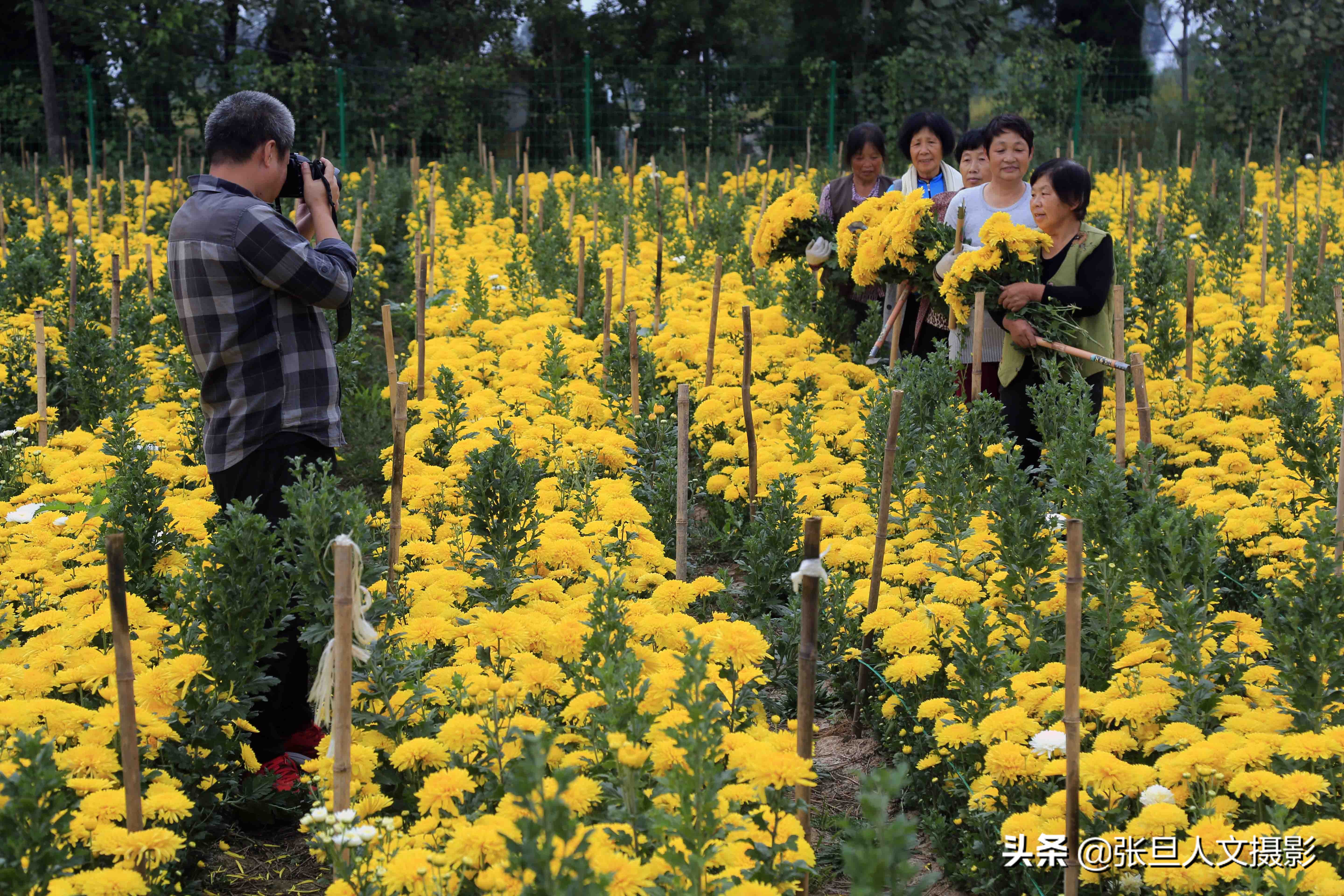 自家200多亩菊花种植基地,菊花种植一亩真实利润山西