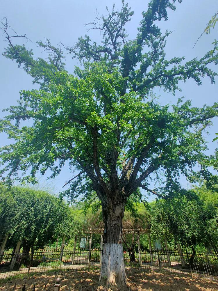 曾作为禁地，与外界隔绝二百六十多年的“玄武湖”，今日锣鼓喧天