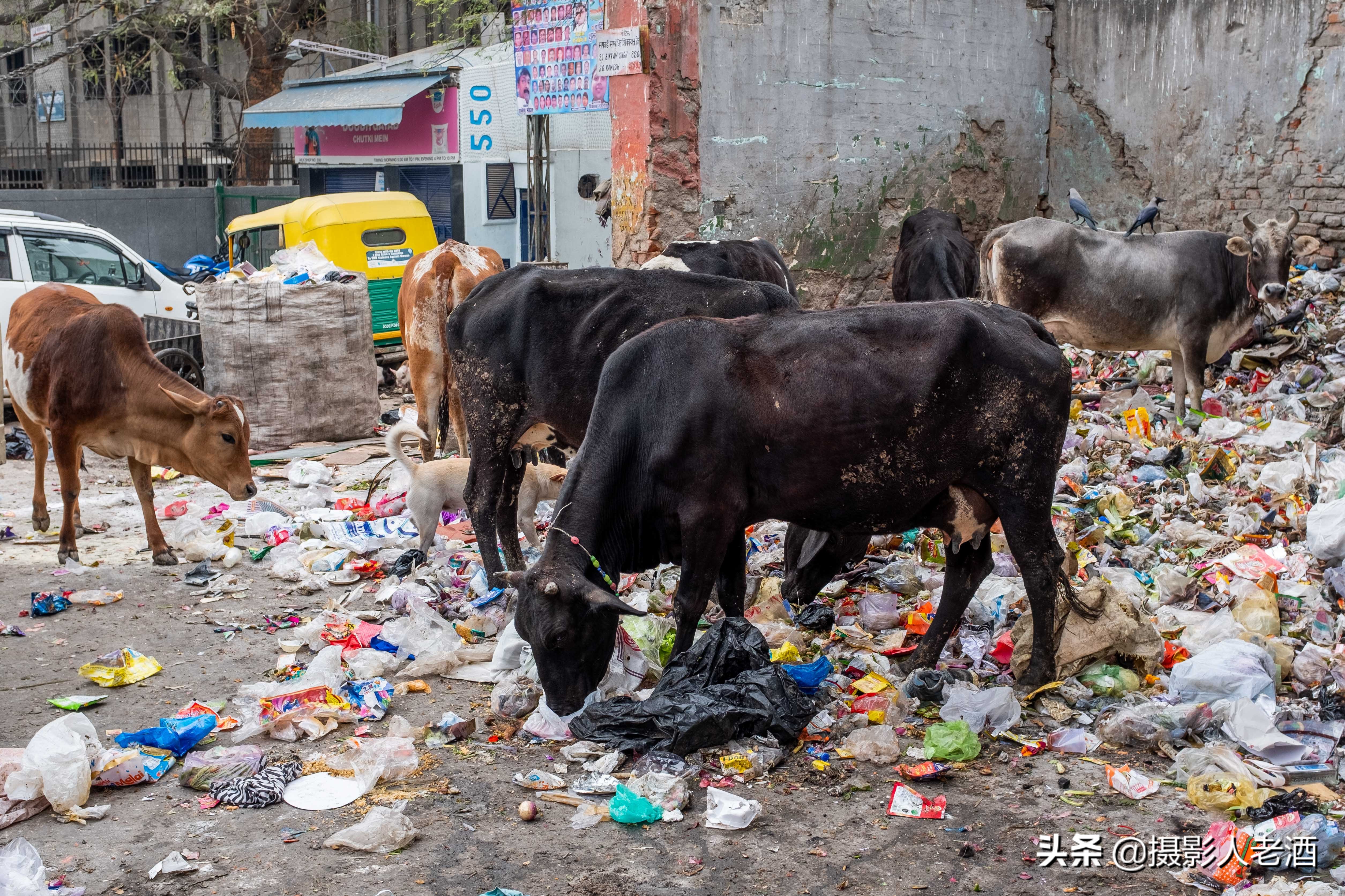 印度的印度教人吃牛肉吗,印度为什么不吃牛肉的地理原因