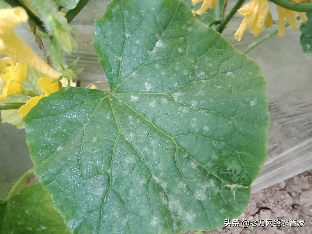 黄瓜得了黄点病怎么办,黄瓜得了白霉病怎么办