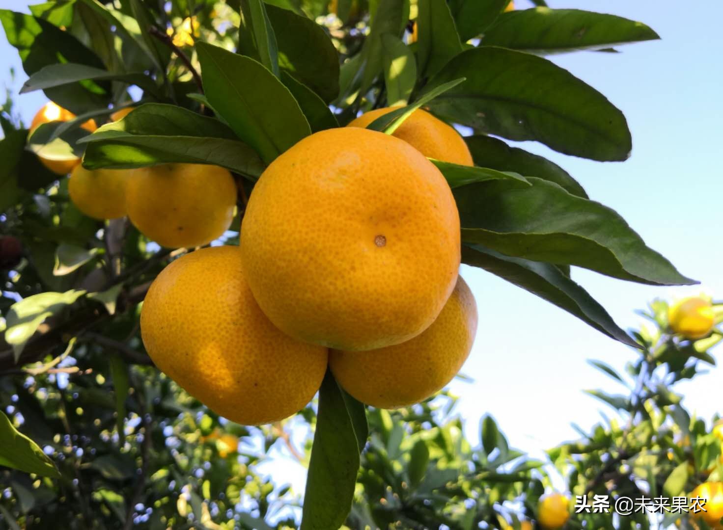 柑橘果子上长黑斑点是什么原因,柑橘果实有青斑点怎么防治