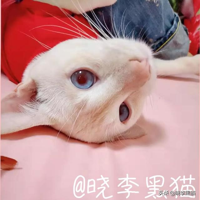 猫咪最近很有攻击性是得病了吗,猫咪精神疾病会导致死亡吗