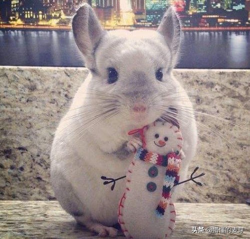 龙猫训练方法和注意事项,龙猫要准备哪些用品