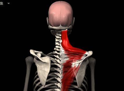 练瑜伽总是拱背怎么回事,练瑜伽耸肩缩脖怎么办