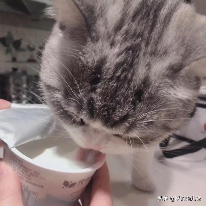 舒化牛奶猫可以喝吗,人喝的牛奶猫能喝吗