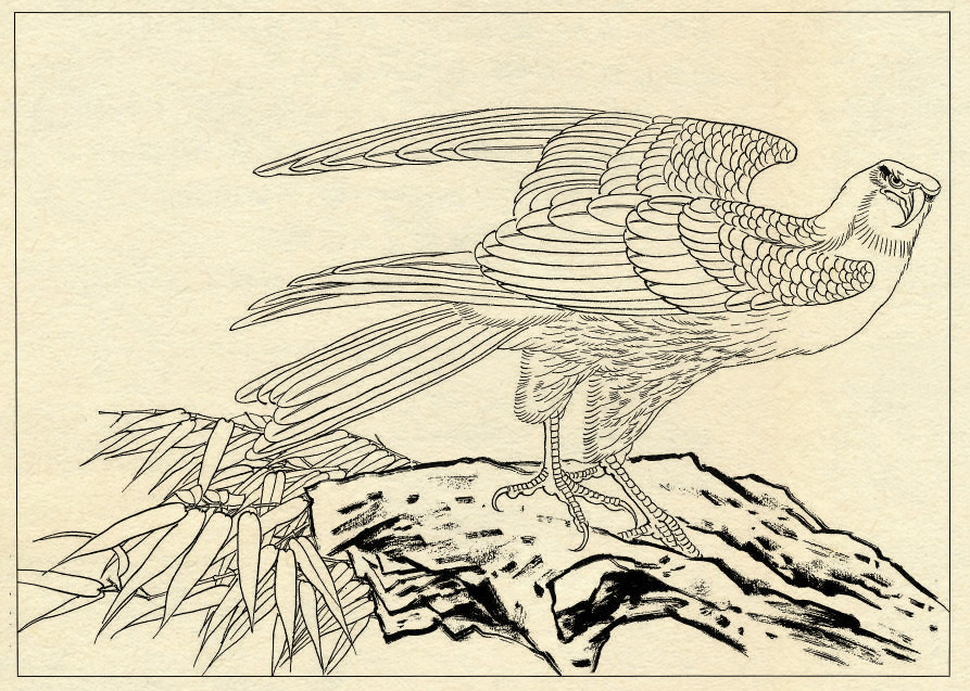 鹰的工笔底稿白描大图,白描鹰的画法图片