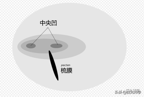 鸡头放摄像头视频,鸡头上装摄像机