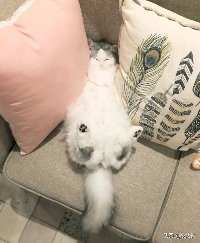 治愈系猫咪图片蓝猫,猫咪分享一组治愈系猫咪