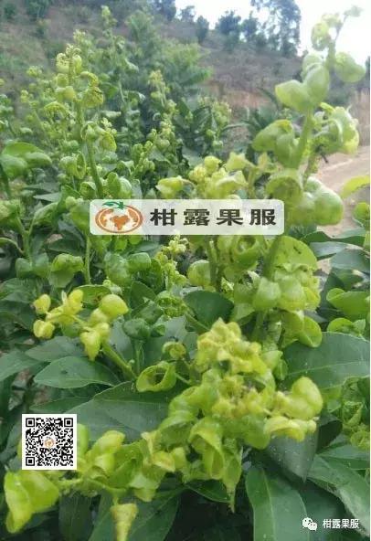 柑橘的常见病虫害和预防方法,柑橘新叶卷曲是什么虫害如何防治