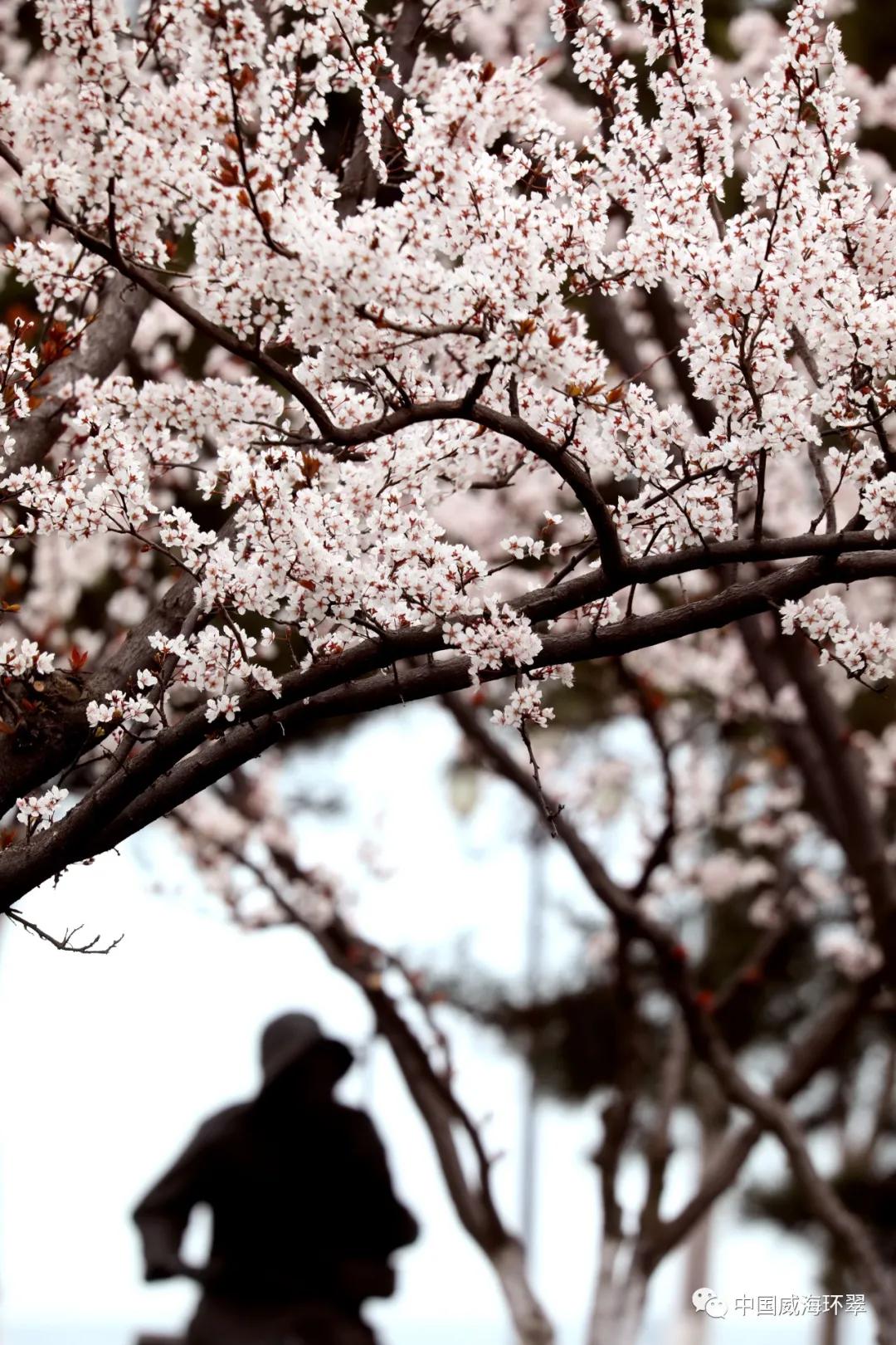 环翠公园美景,走进春天的环翠公园