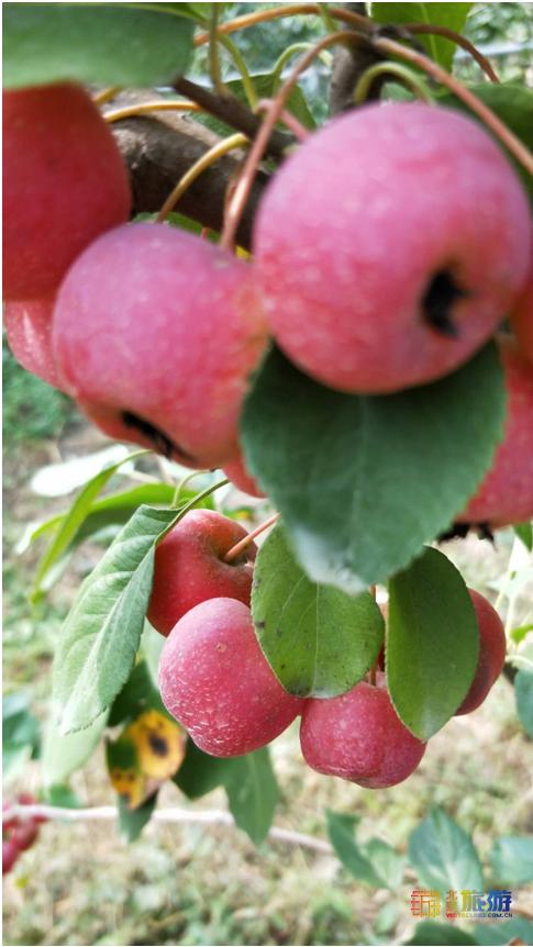脆甜苹果新鲜水果,脆甜的苹果有什么品种