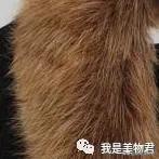 baby都在穿的乐虎鞋,baby所有服装图片